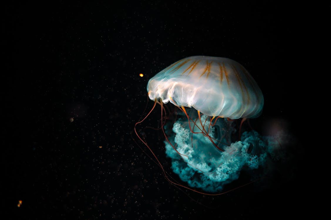 Deep sea creatures shown through a glowing jellyfish drifting in dark ocean water.